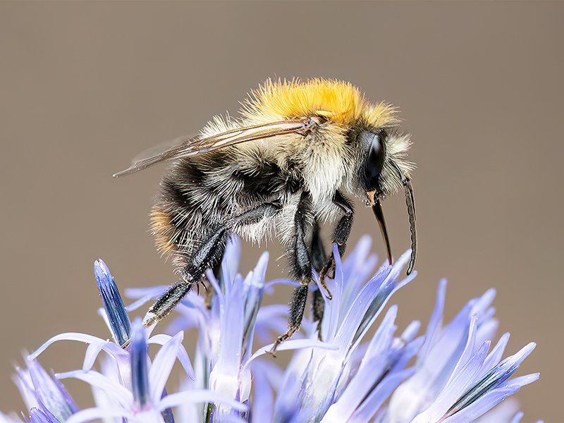 Bombus pascuorum