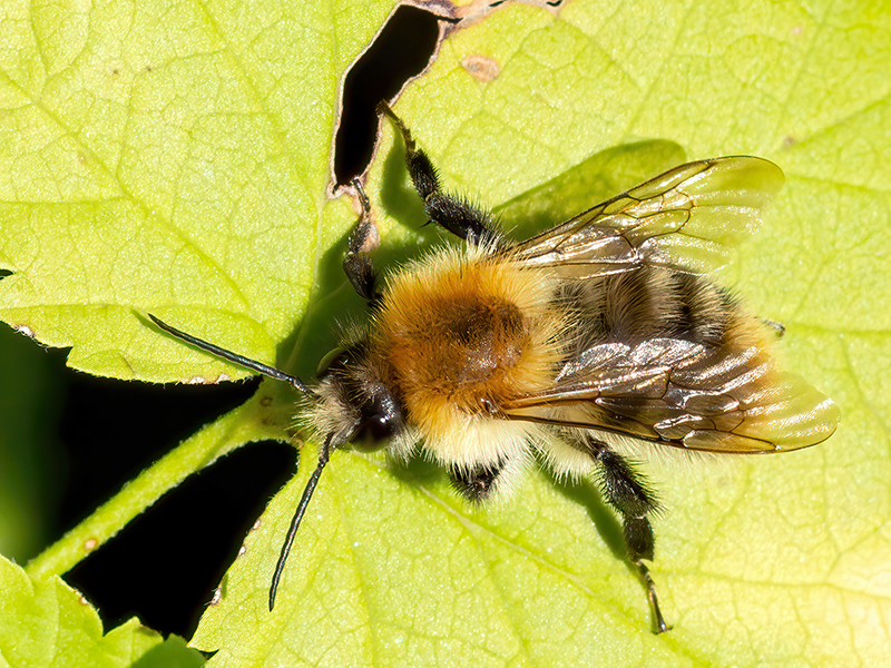 Bombus pascuorum (Drohn)