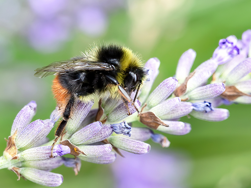 Bombus pratorum (Drohn)