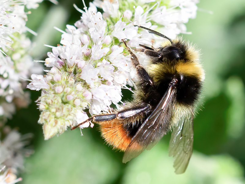 Bombus pratorum (Drohn)