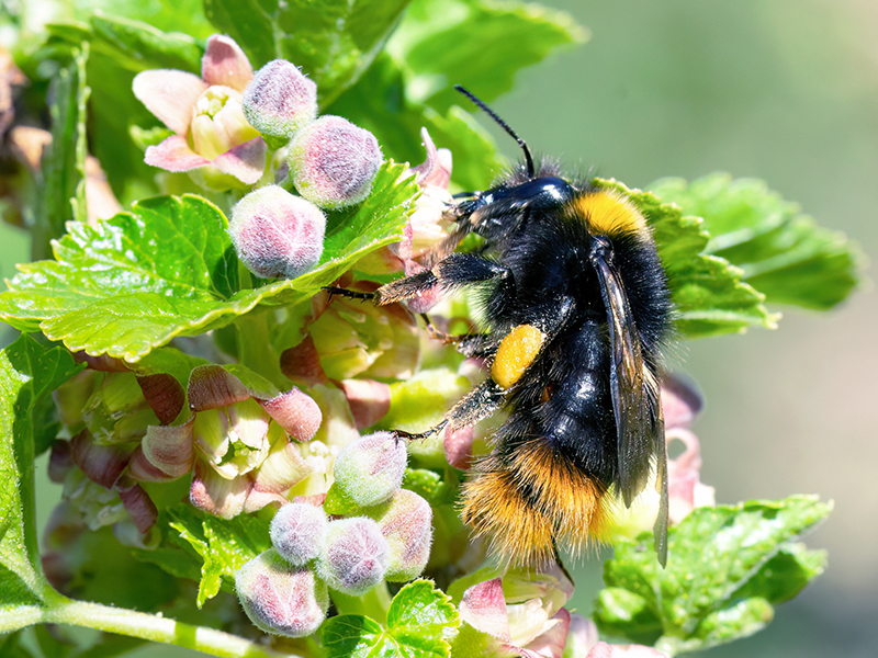 Bombus pratorum (Weibchen)