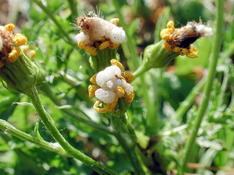 Botanophila seneciella