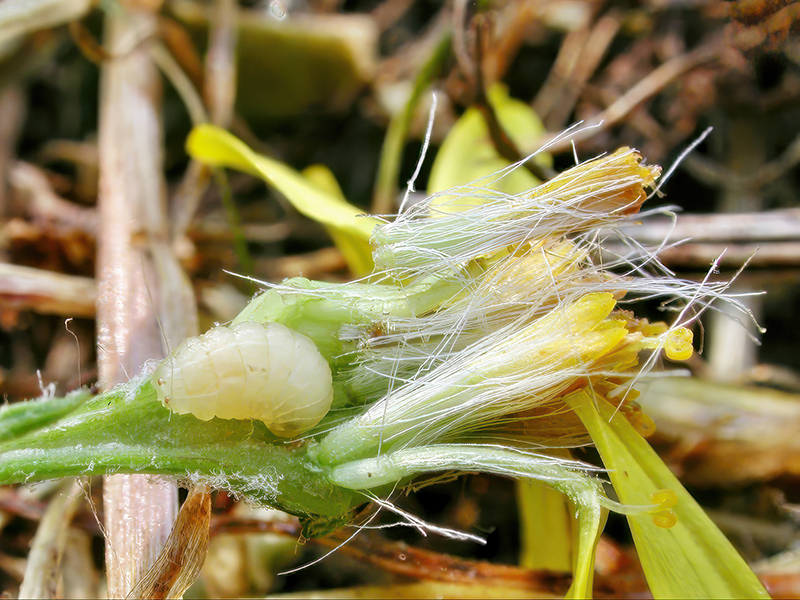 Botanophila seneciella (Larve)