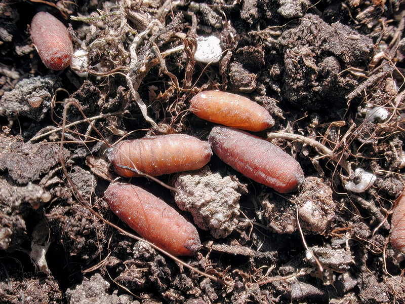 Botanophila seneciella (Puppen)