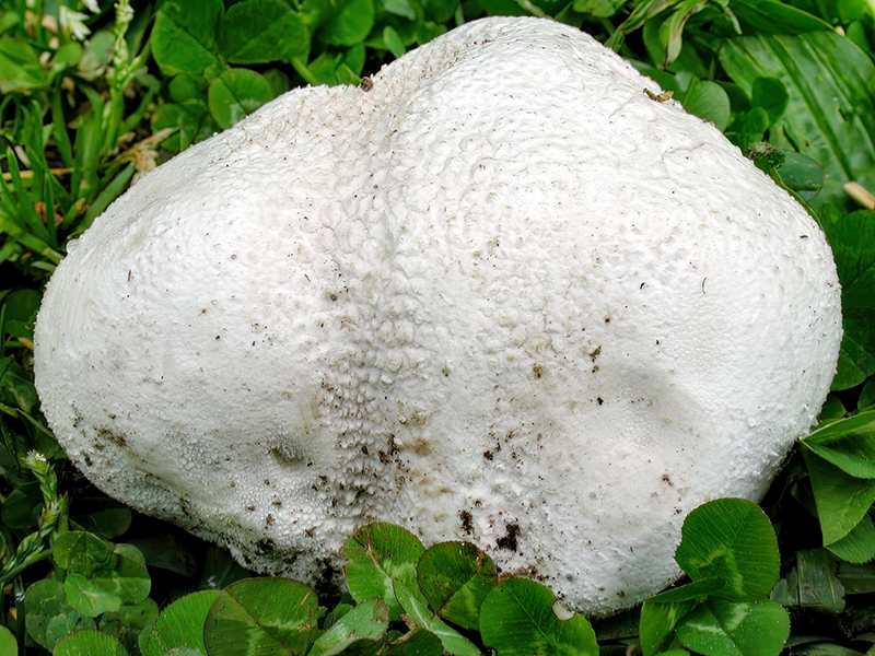 Bovistella utriformis