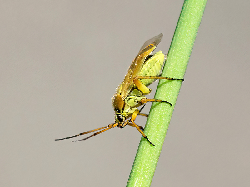 Brachycoleus pilicornis