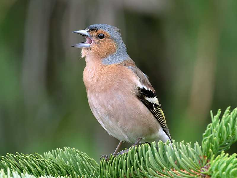 Buchfink (Männchen)