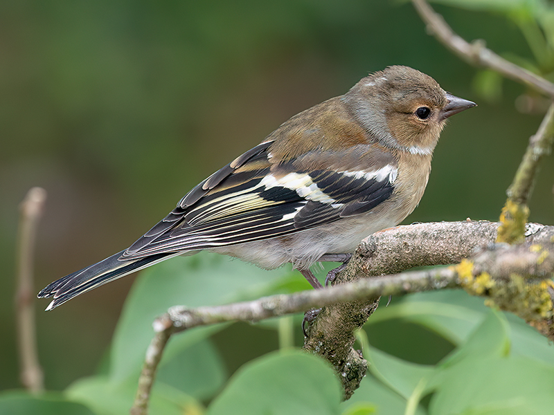 Buchfink (Weibchen)