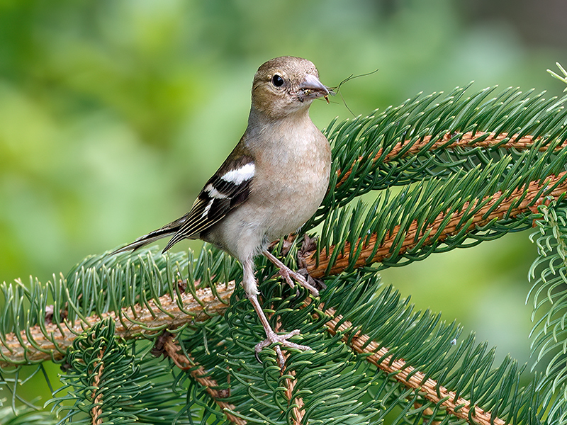 Buchfink (Weibchen)