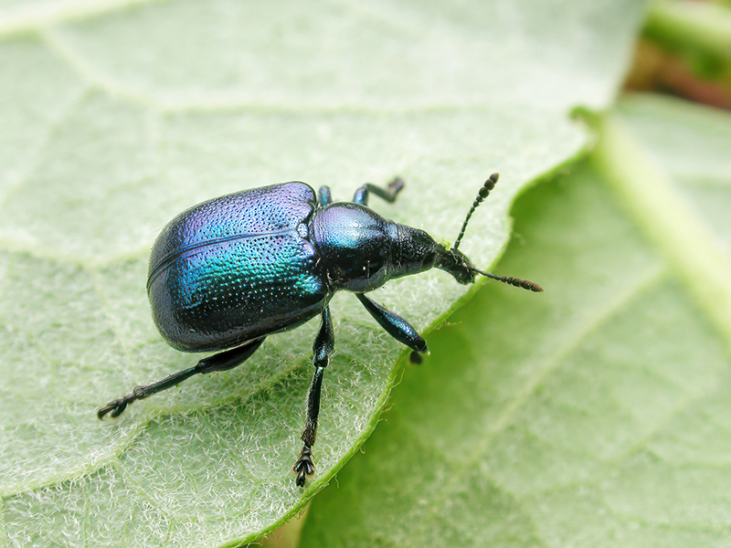 Byctiscus betulae