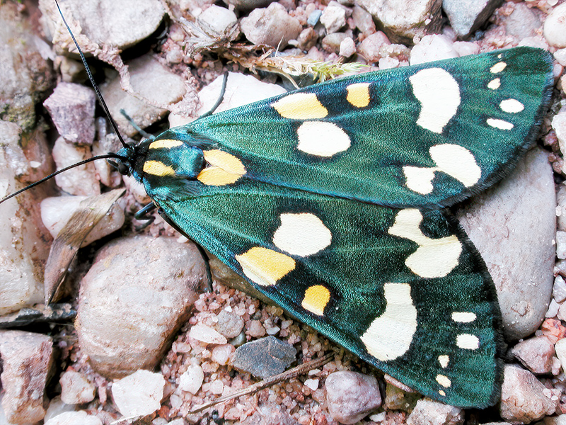 Callimorpha dominula