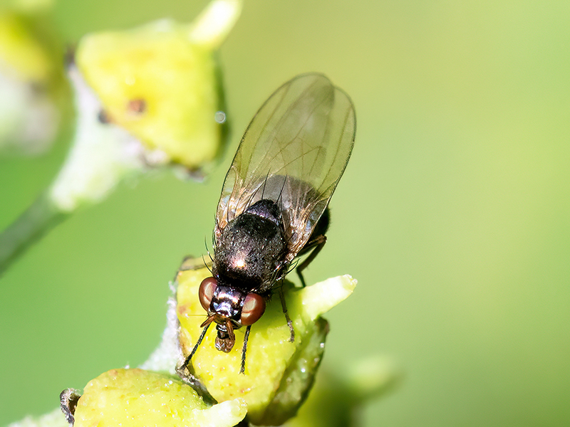 Calliopum simillimum (Weibchen)