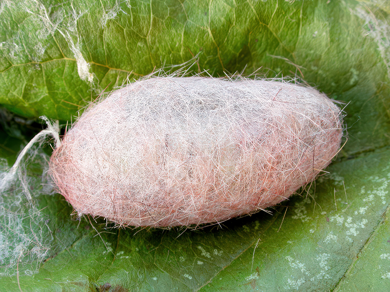 Calliteara pudibunda (Kokon)