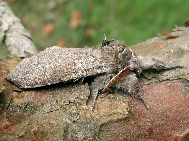 Calliteara pudibunda (Männchen)