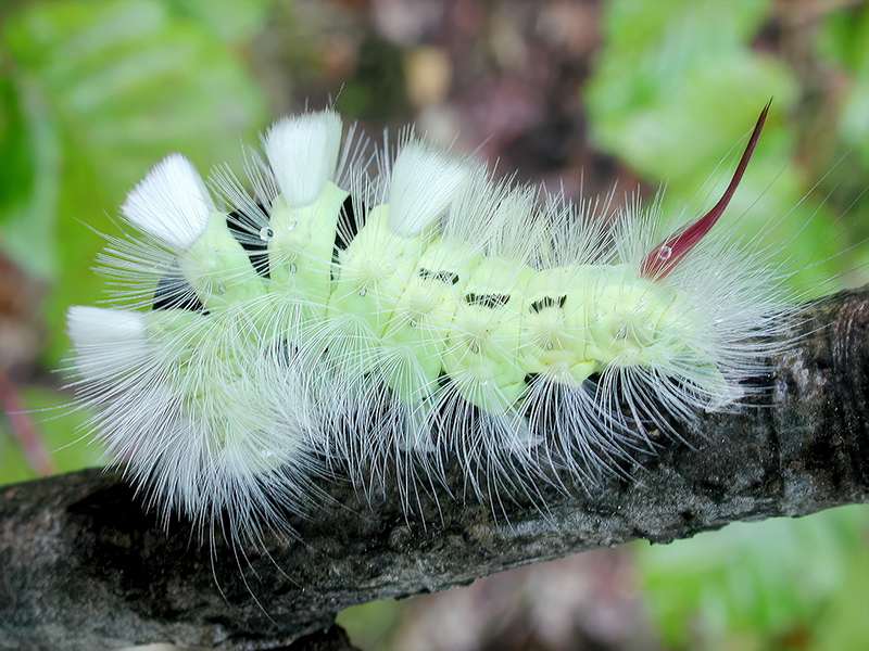 Calliteara pudibunda (Raupe) - Grünliche Variante