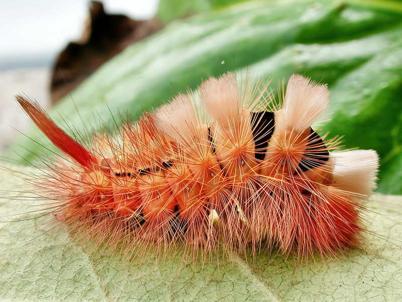 Calliteara pudibunda (Raupe) - Rötliche Variante