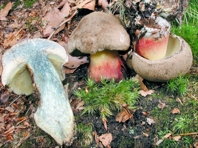 Caloboletus calopus