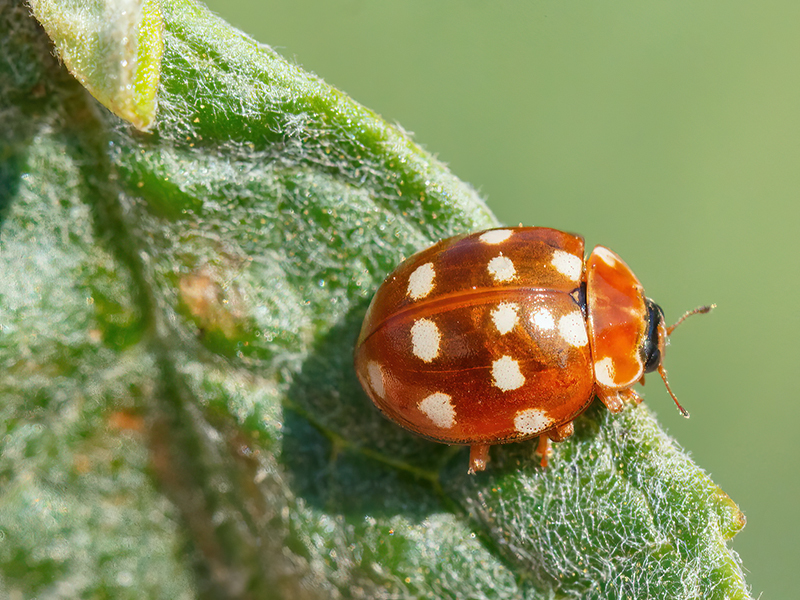 Calvia quatuordecimguttata