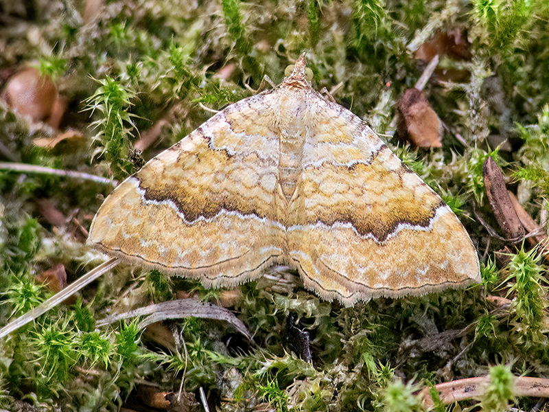 Camptogramma bilineata
