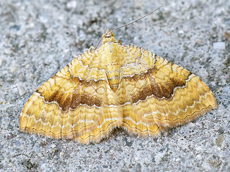 Camptogramma bilineata