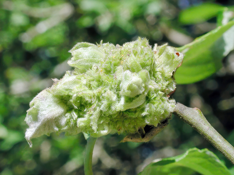 Candidatus Phytoplasma