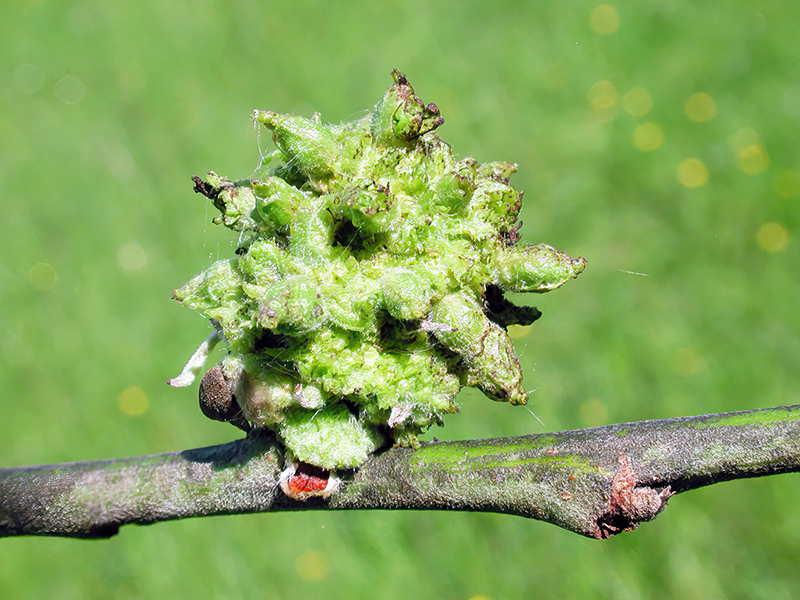 Candidatus Phytoplasma