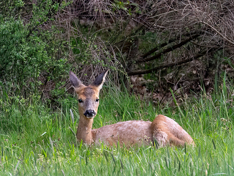 Capreolus capreolus (Weibchen)