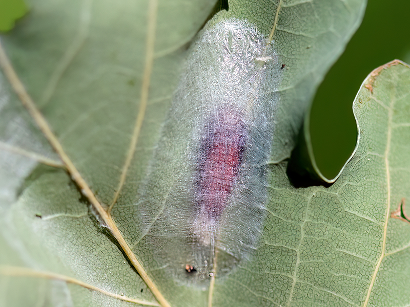 Carcina quercana (Puppe)