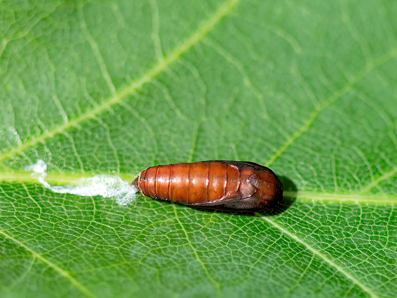 Carcina quercana (Puppe)