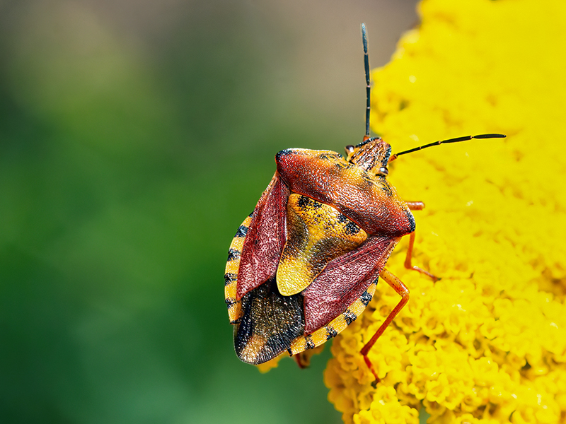 Carpocoris purpureipennis