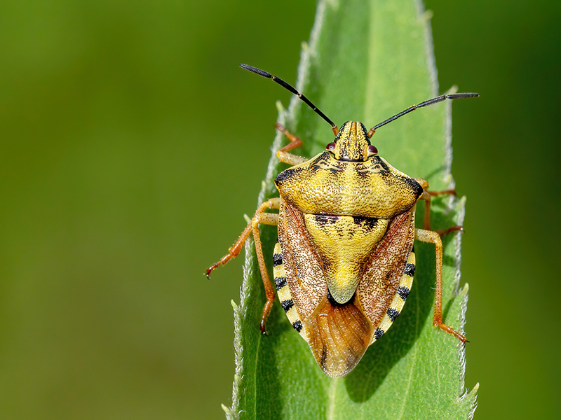 Carpocoris purpureipennis