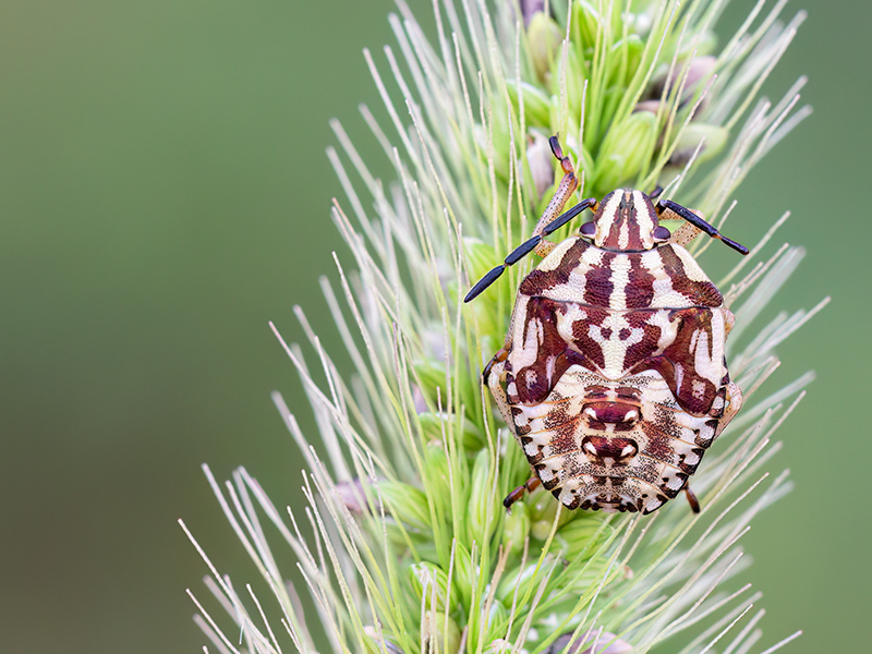Carpocoris purpureipennis (5. Nymphenstadium)
