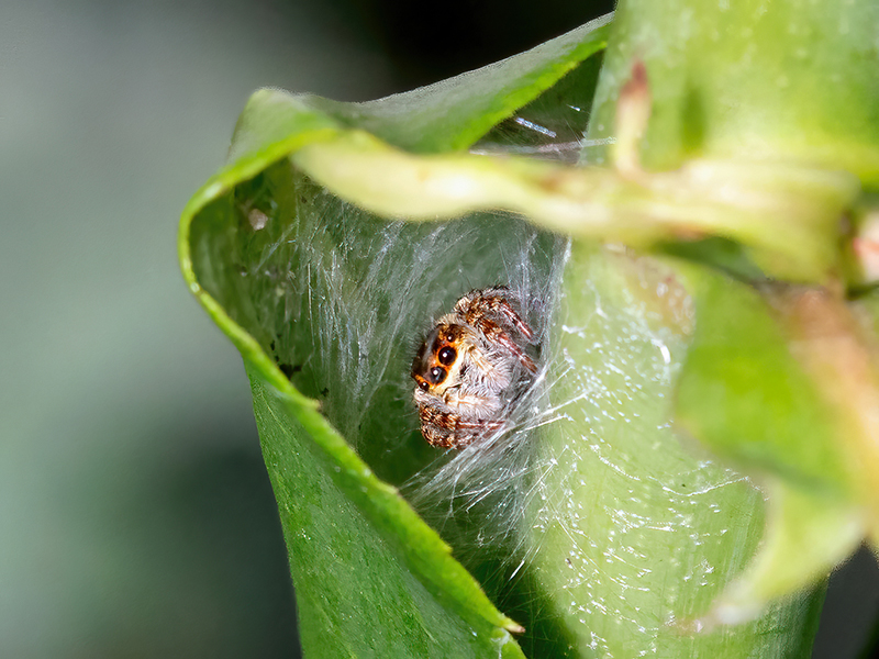 Carrhotus xanthogramma (Gespinst)