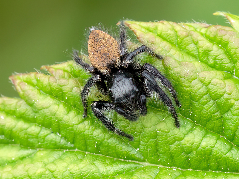 Carrhotus xanthogramma (Männchen)