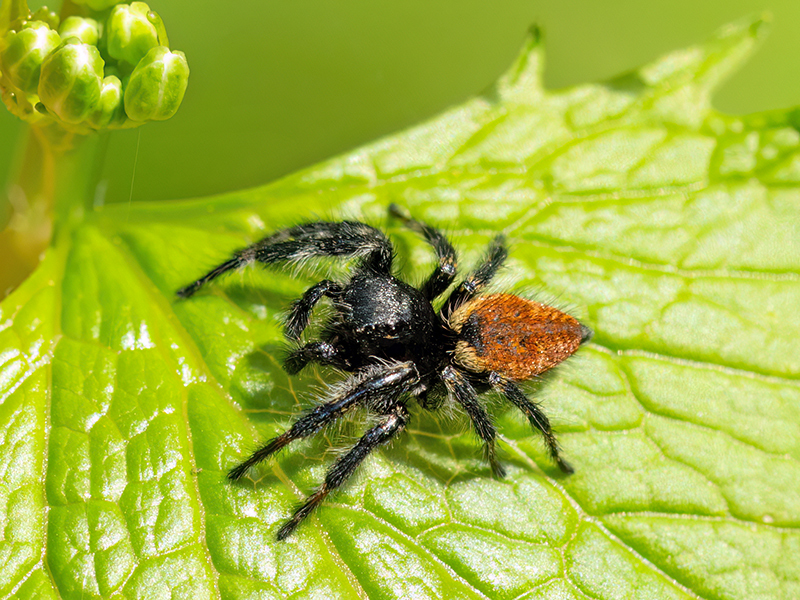 Carrhotus xanthogramma (Männchen)