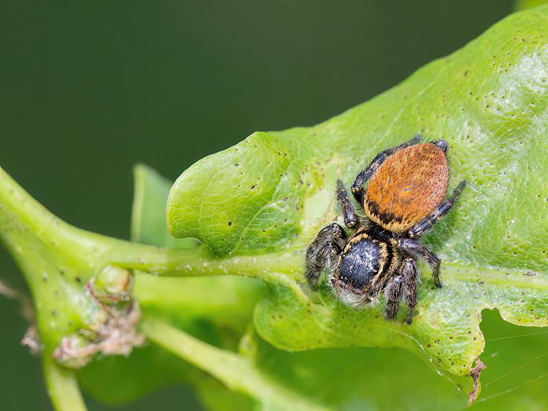 Carrhotus xanthogramma (Weibchen)