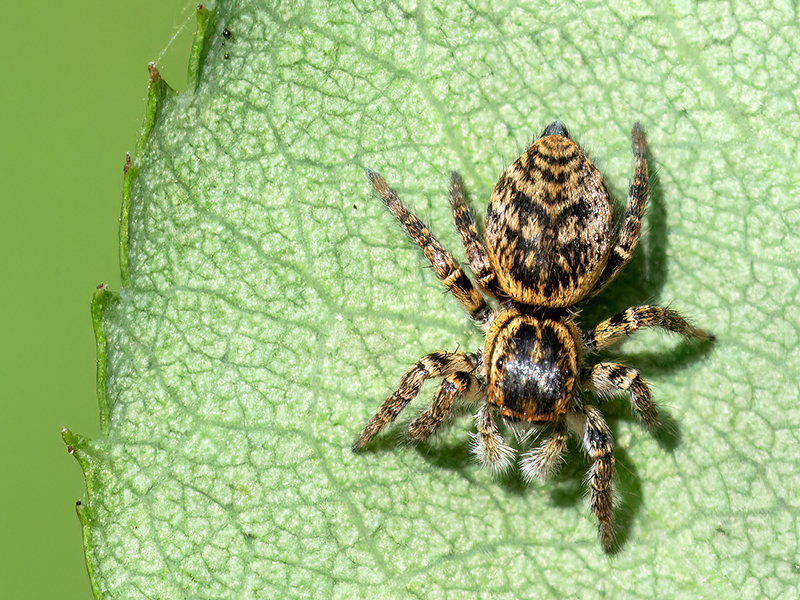 Carrhotus xanthogramma (Weibchen)