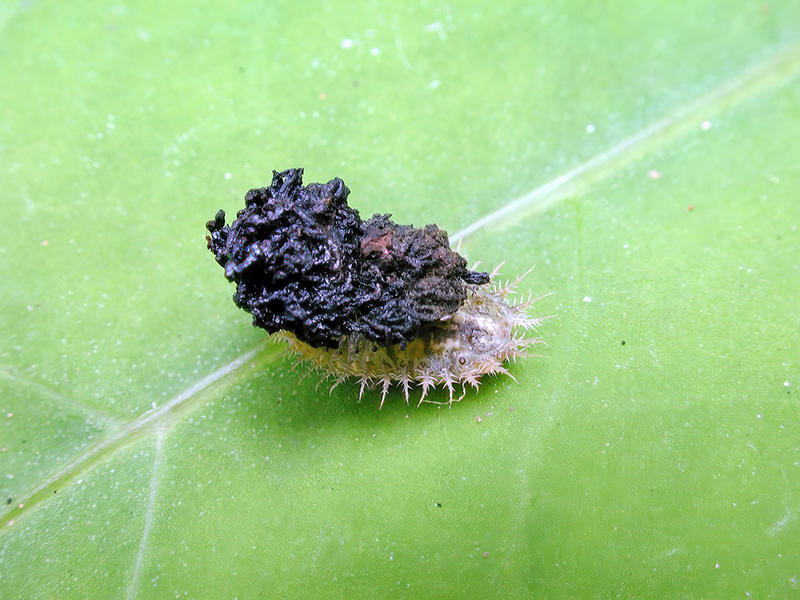 Cassida rubiginosa (Larve)