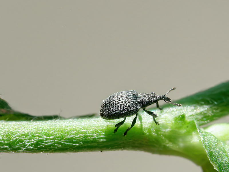 Catapion pubescens
