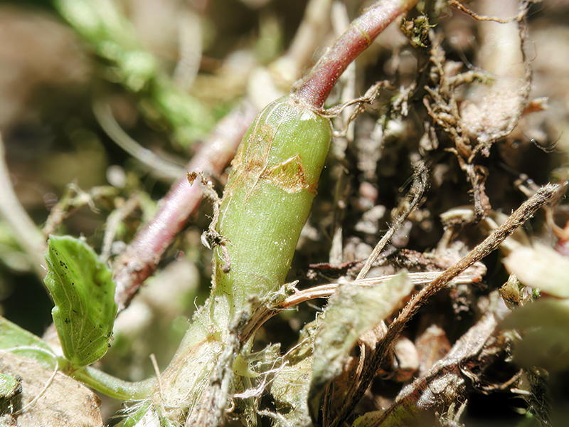 Catapion pubescens (Galle)