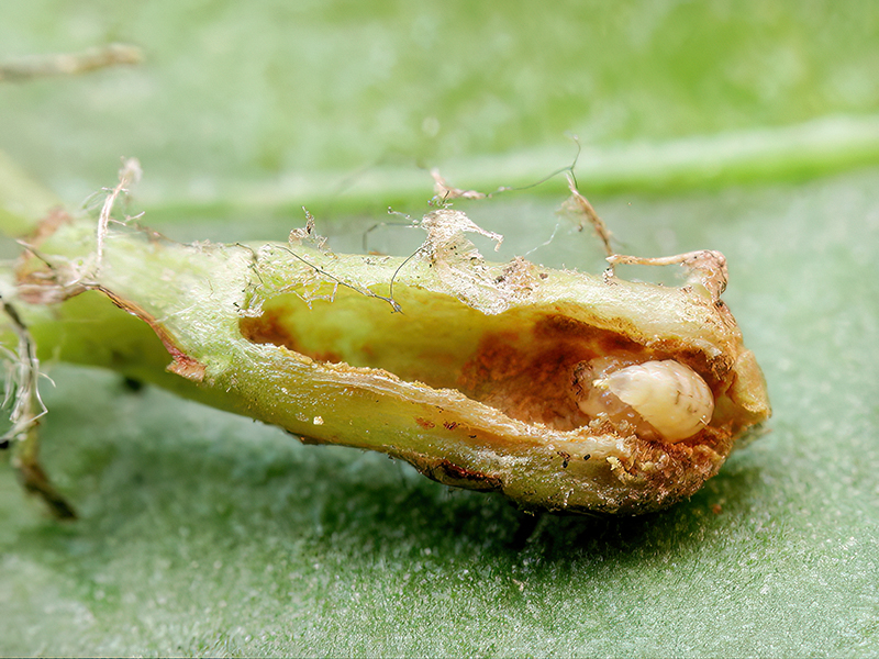 Catapion pubescens (Larve)