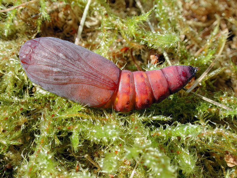 Catocala sponsa (Puppe)