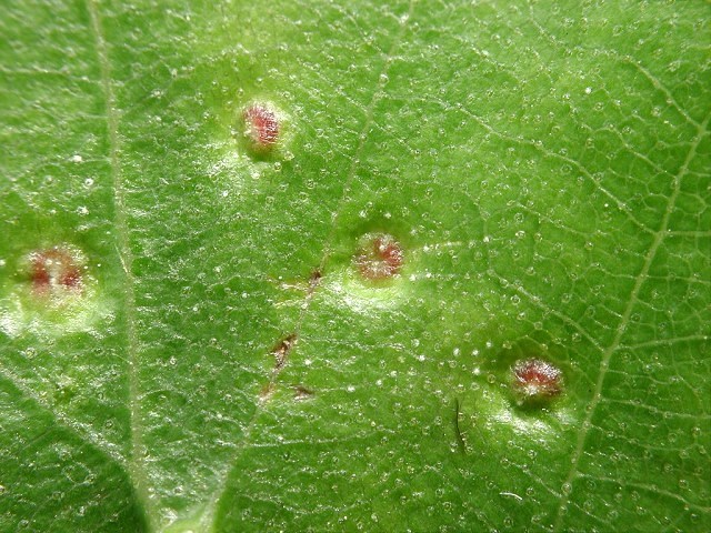 Cecidophyopsis betulae