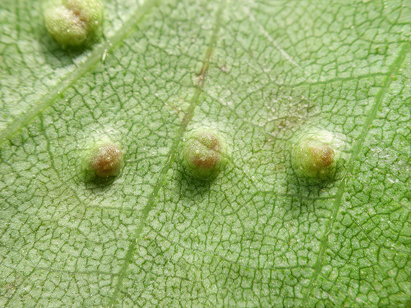 Cecidophyopsis betulae