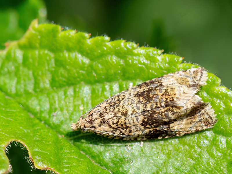 Celypha lacunana