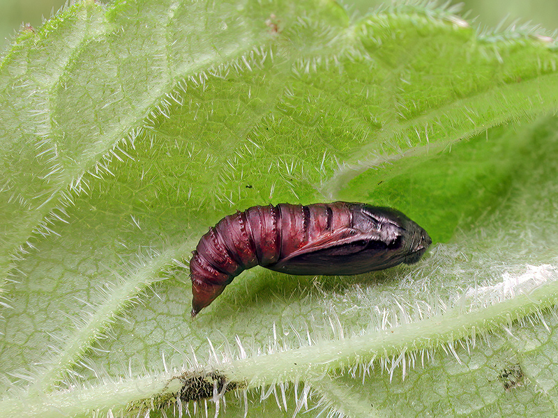 Celypha lacunana (Puppe)