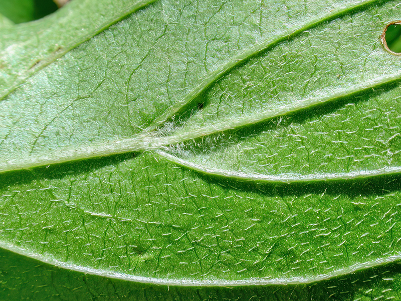 Cenopalpus spinosus
