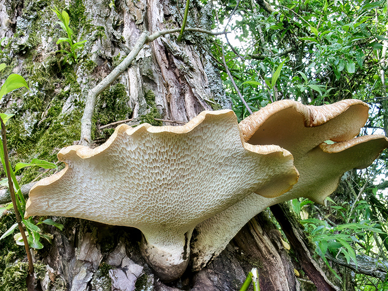 Cerioporus squamosus