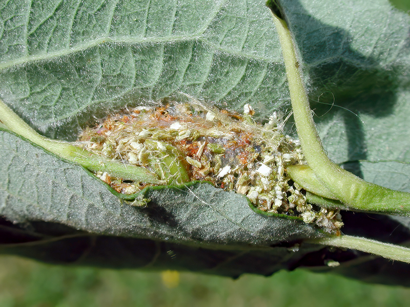 Cerura vinula (Kokon)