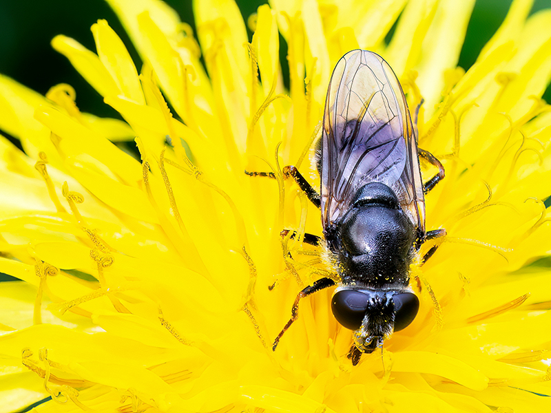 Cheilosia caerulescens